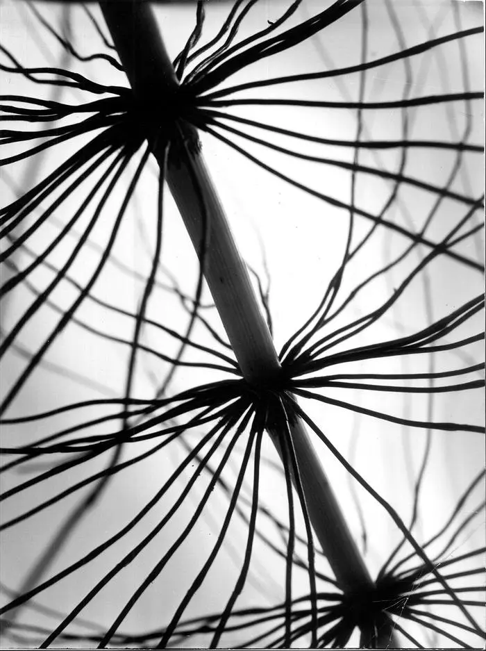 Urform der Pflanze, 1955